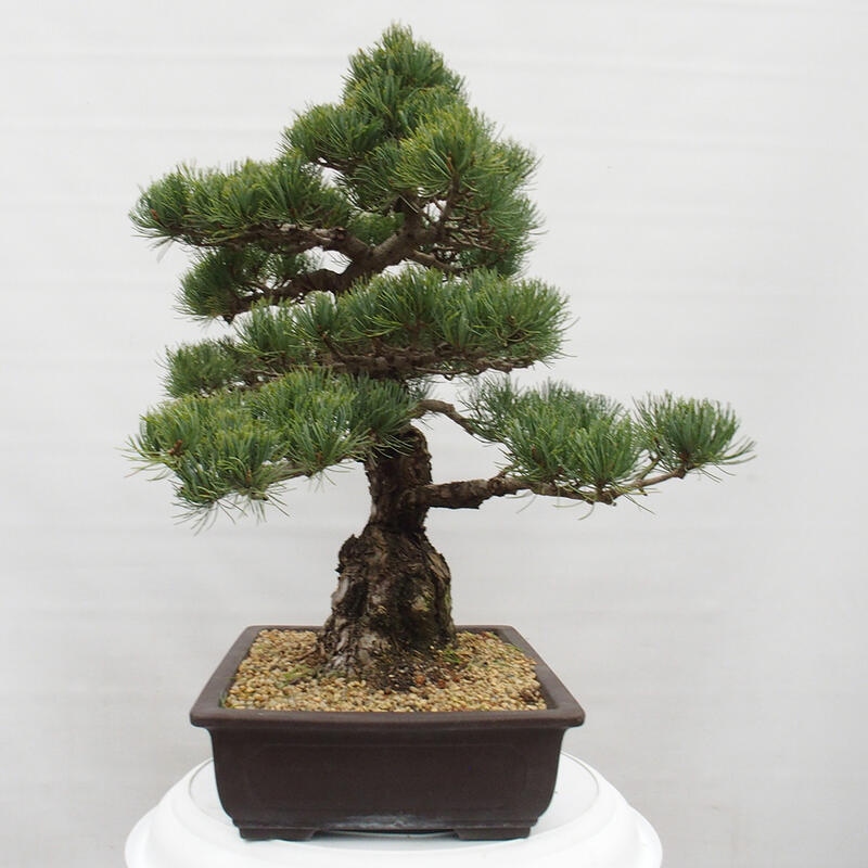 Bonsai im Freien - Pinus parviflora - kleine Kiefer