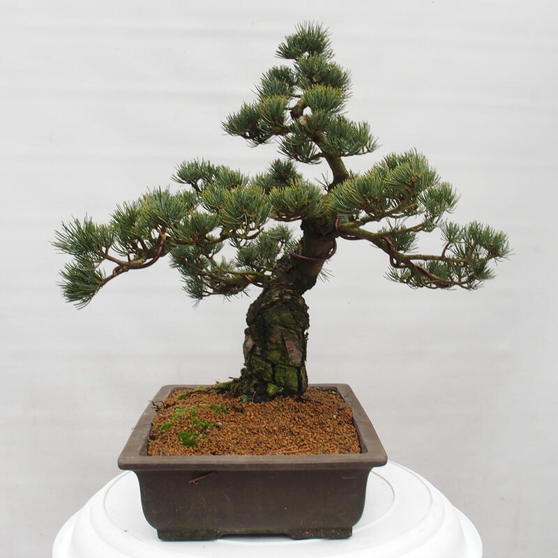 Bonsai im Freien - Pinus parviflora - kleine Kiefer