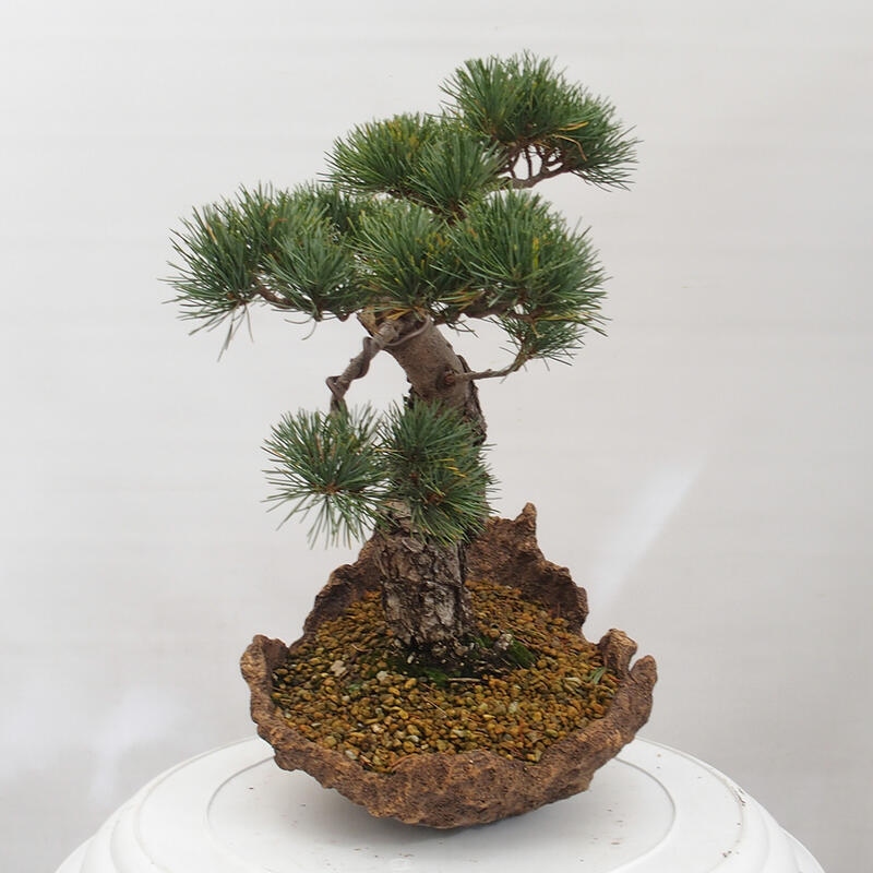 Bonsai im Freien - Pinus parviflora - kleine Kiefer