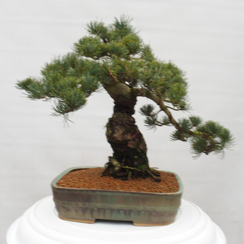 Bonsai im Freien - Pinus parviflora - kleine Kiefer