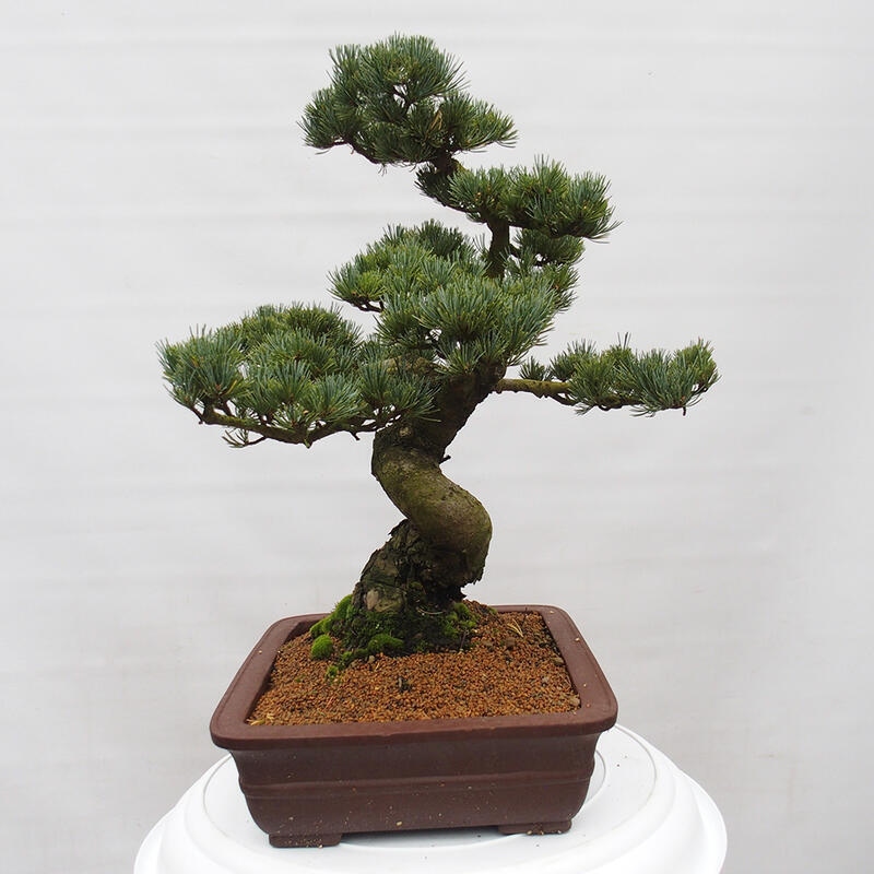 Bonsai im Freien - Pinus parviflora - kleine Kiefer