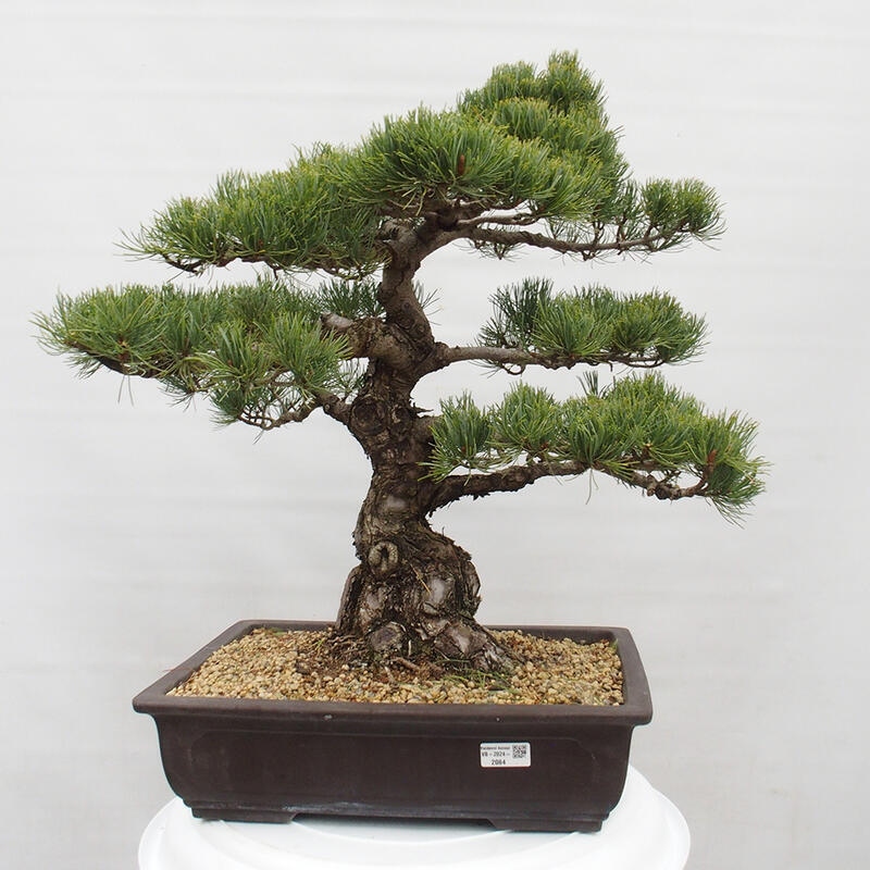 Bonsai im Freien - Pinus parviflora - kleine Kiefer