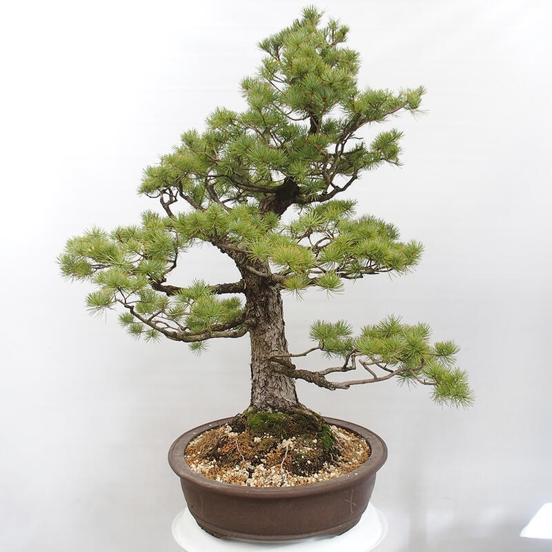 Bonsai im Freien - Pinus parviflora - kleine Kiefer