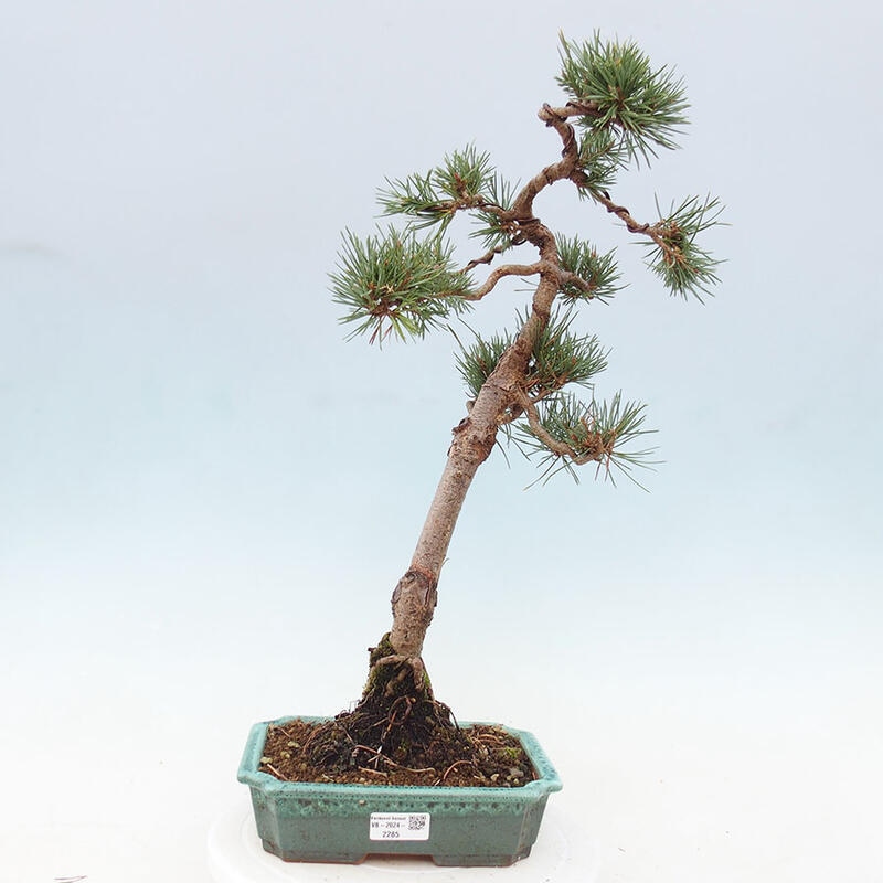 Bonsai im Freien - Pinus Sylvestris - Waldkiefer