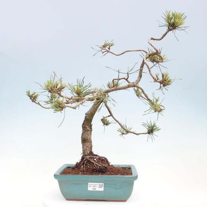 Bonsai im Freien - Pinus Sylvestris - Waldkiefer