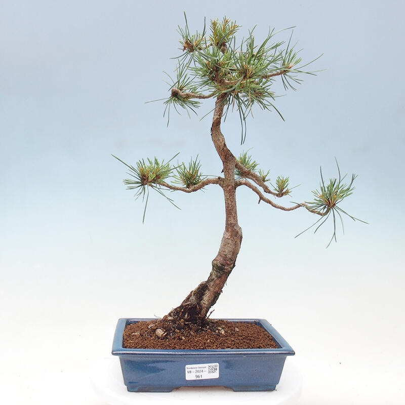 Bonsai im Freien - Pinus Sylvestris - Waldkiefer