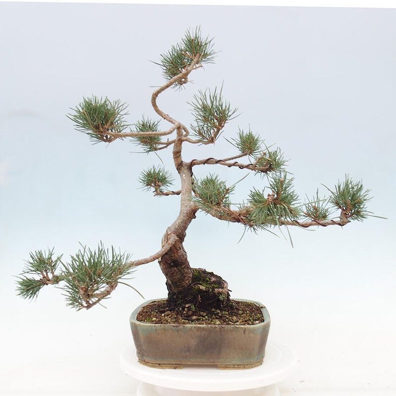 Bonsai im Freien - Pinus Sylvestris - Waldkiefer