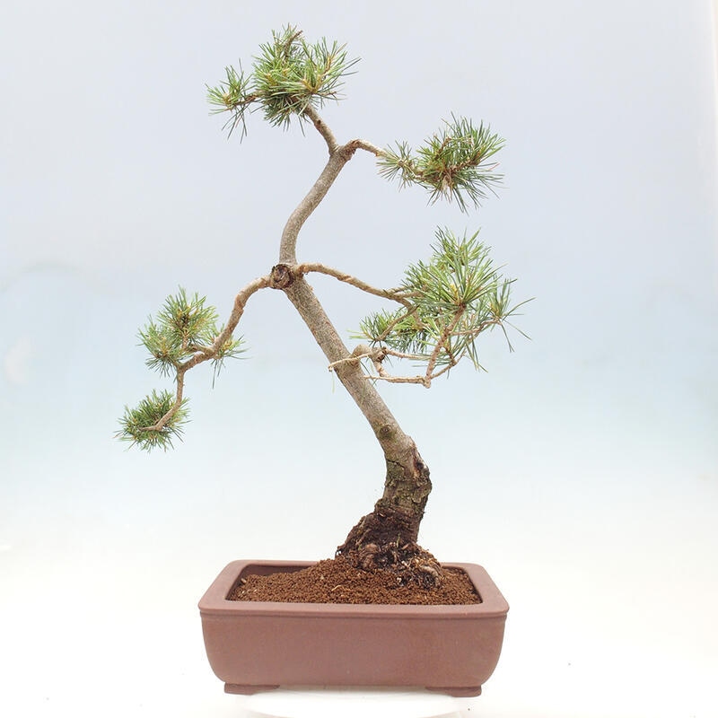 Bonsai im Freien - Pinus Sylvestris - Waldkiefer