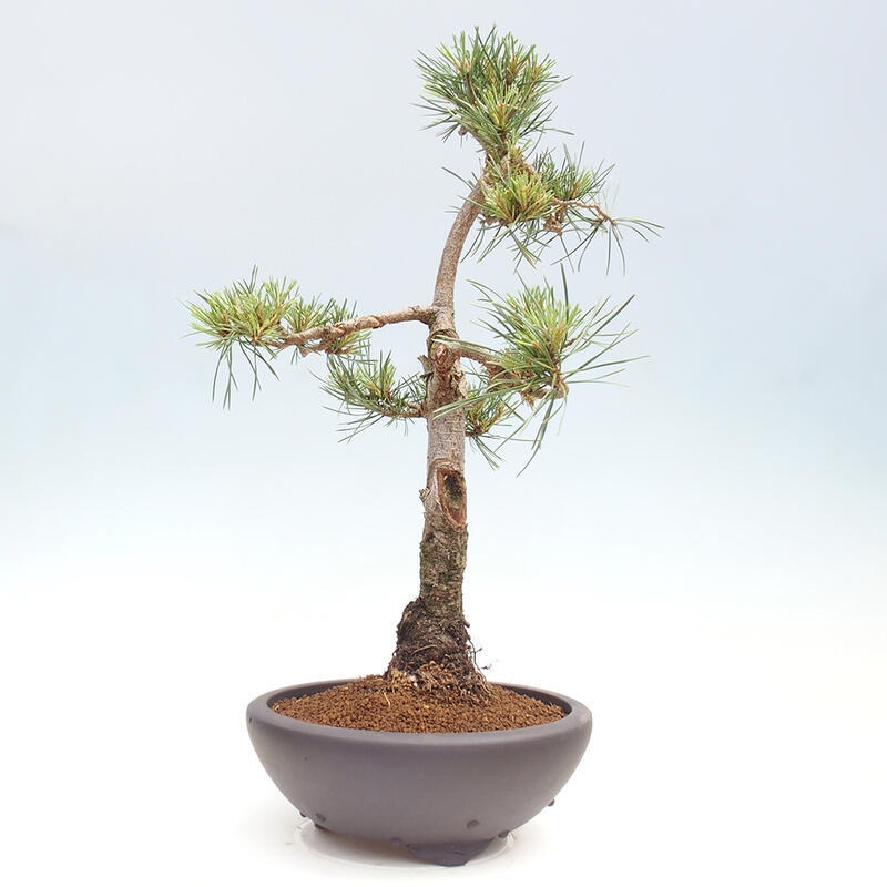 Bonsai im Freien - Pinus Sylvestris - Waldkiefer