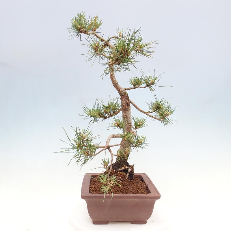 Bonsai im Freien - Pinus Sylvestris - Waldkiefer