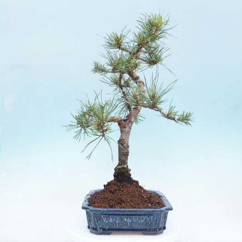 Bonsai im Freien - Pinus Sylvestris - Waldkiefer