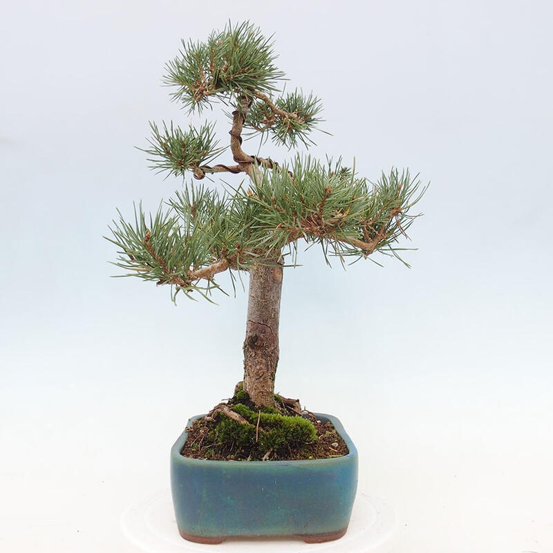 Bonsai im Freien - Pinus Sylvestris - Waldkiefer