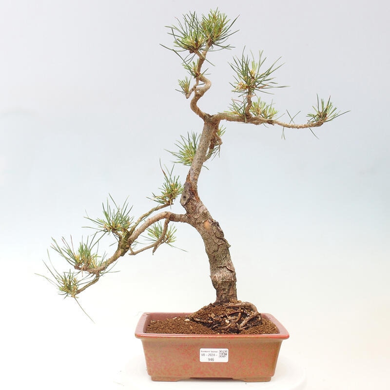 Bonsai im Freien - Pinus Sylvestris - Waldkiefer