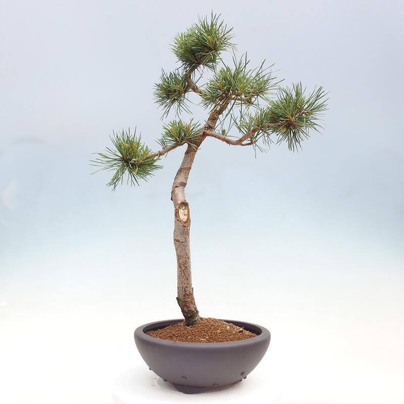 Bonsai im Freien - Pinus Sylvestris - Waldkiefer