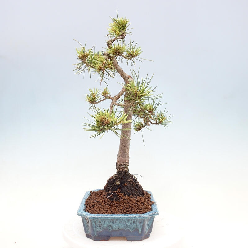 Bonsai im Freien - Pinus Sylvestris - Waldkiefer