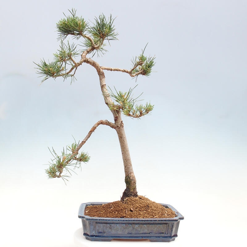 Bonsai im Freien - Pinus Sylvestris - Waldkiefer