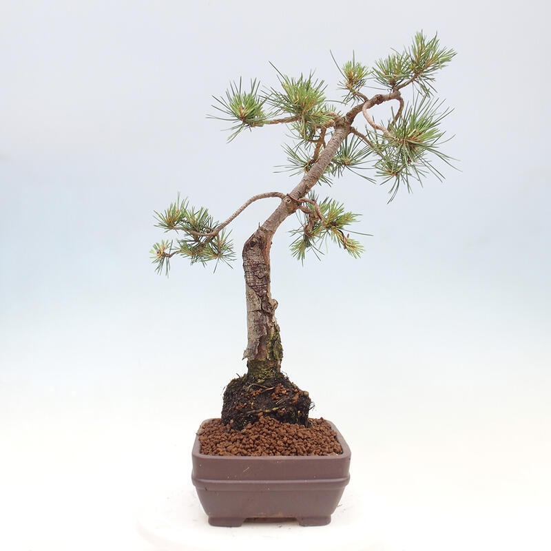 Bonsai im Freien - Pinus Sylvestris - Waldkiefer