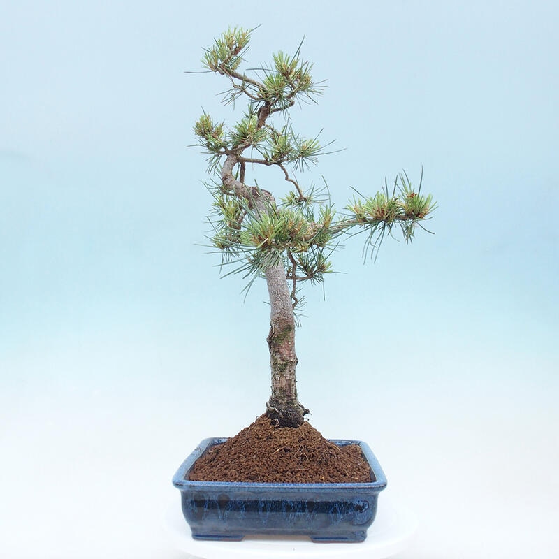 Bonsai im Freien - Pinus Sylvestris - Waldkiefer