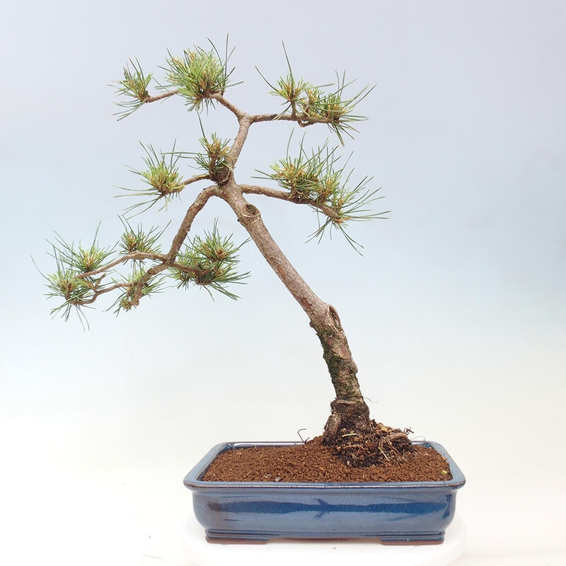 Bonsai im Freien - Pinus Sylvestris - Waldkiefer