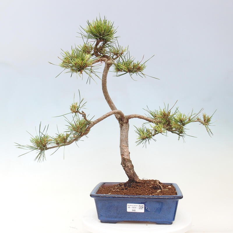 Bonsai im Freien - Pinus Sylvestris - Waldkiefer