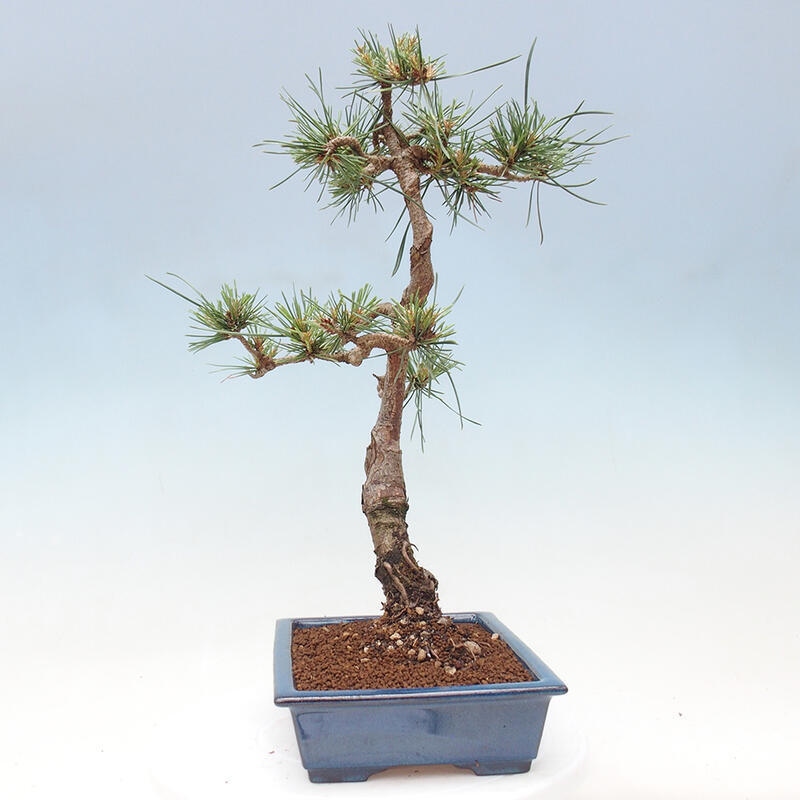 Bonsai im Freien - Pinus Sylvestris - Waldkiefer