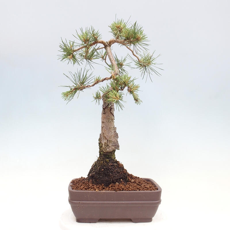 Bonsai im Freien - Pinus Sylvestris - Waldkiefer