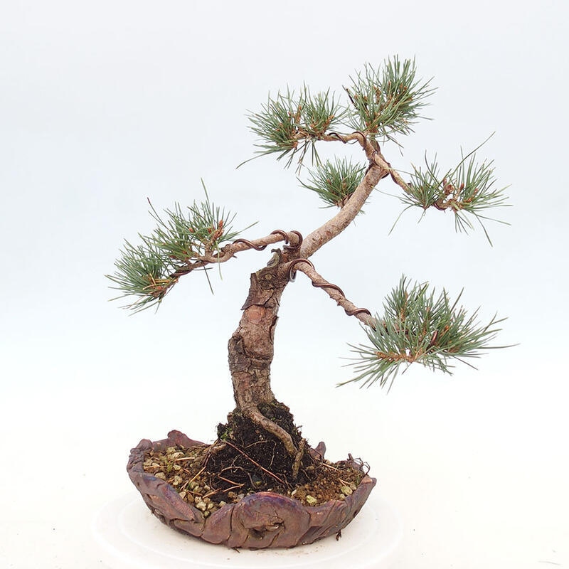 Bonsai im Freien - Pinus Sylvestris - Waldkiefer