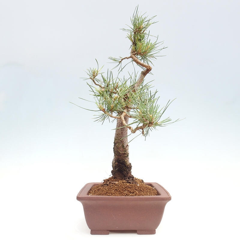 Bonsai im Freien - Pinus Sylvestris - Waldkiefer