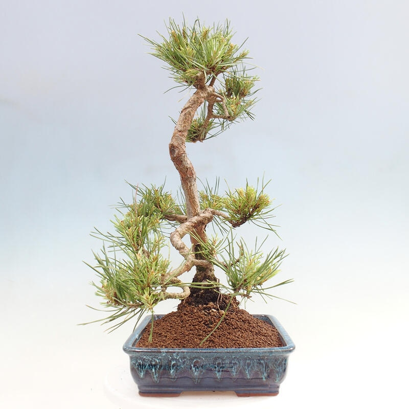 Bonsai im Freien - Pinus Sylvestris - Waldkiefer