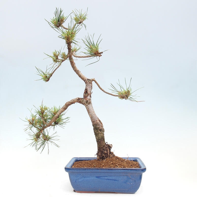 Bonsai im Freien - Pinus Sylvestris - Waldkiefer