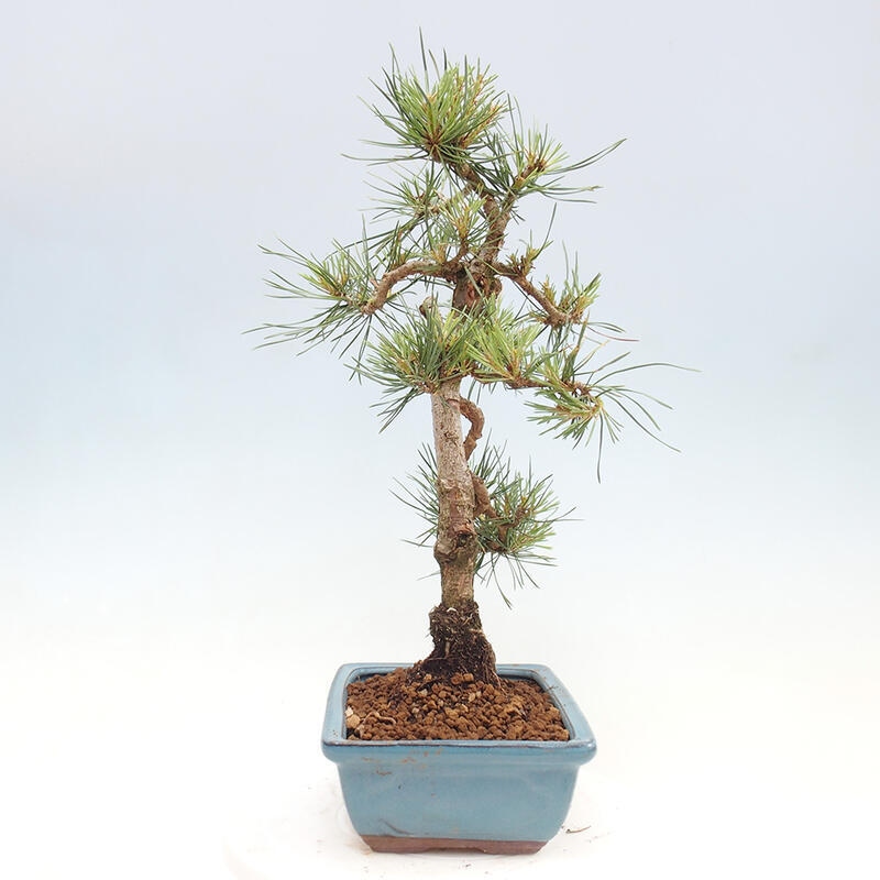 Bonsai im Freien - Pinus Sylvestris - Waldkiefer