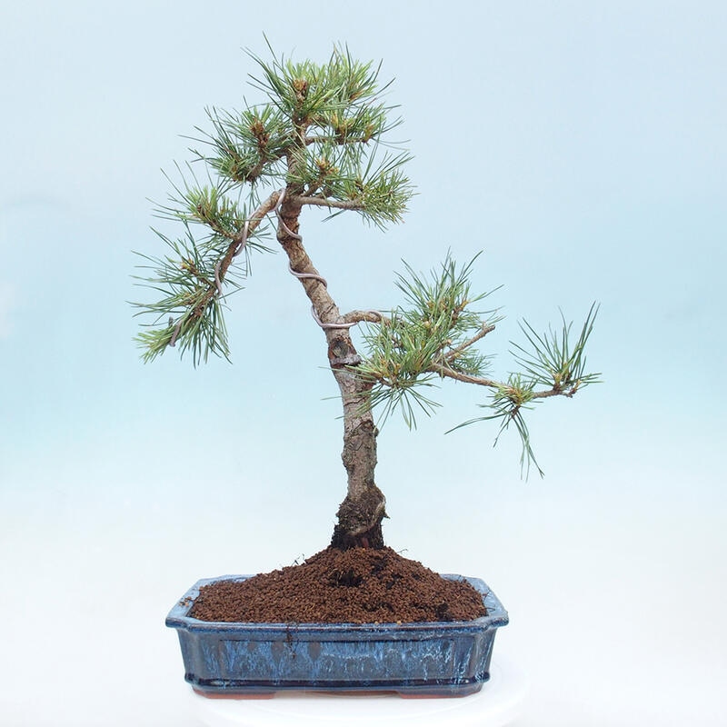 Bonsai im Freien - Pinus Sylvestris - Waldkiefer