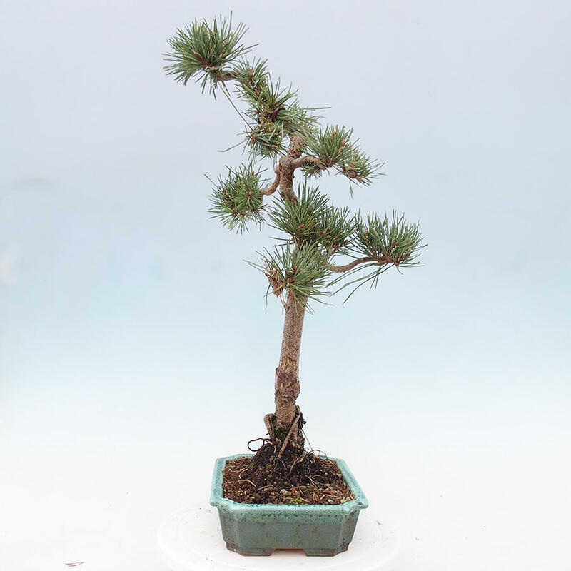 Bonsai im Freien - Pinus Sylvestris - Waldkiefer