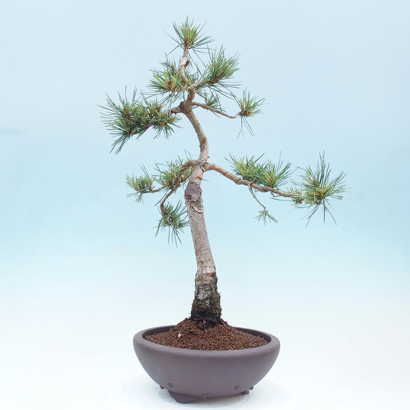 Bonsai im Freien - Pinus Sylvestris - Waldkiefer