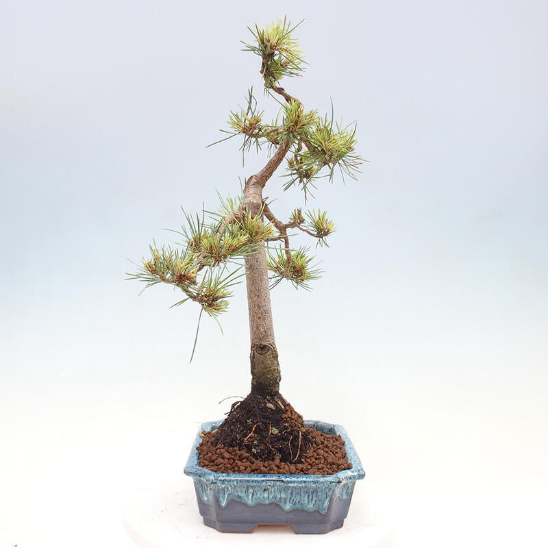 Bonsai im Freien - Pinus Sylvestris - Waldkiefer