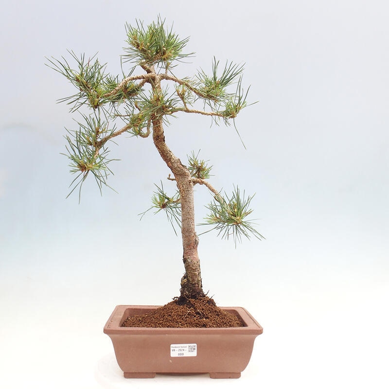 Bonsai im Freien - Pinus Sylvestris - Waldkiefer