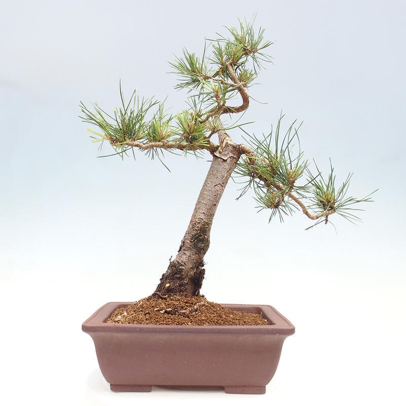 Bonsai im Freien - Pinus Sylvestris - Waldkiefer