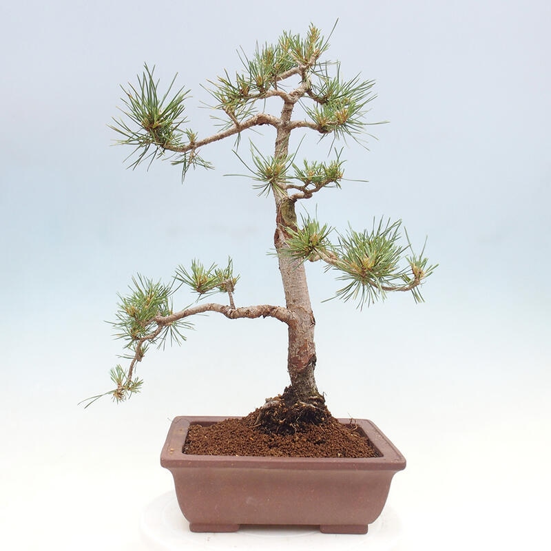 Bonsai im Freien - Pinus Sylvestris - Waldkiefer