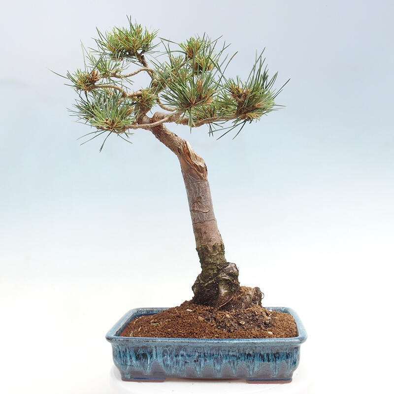 Bonsai im Freien - Pinus Sylvestris - Waldkiefer