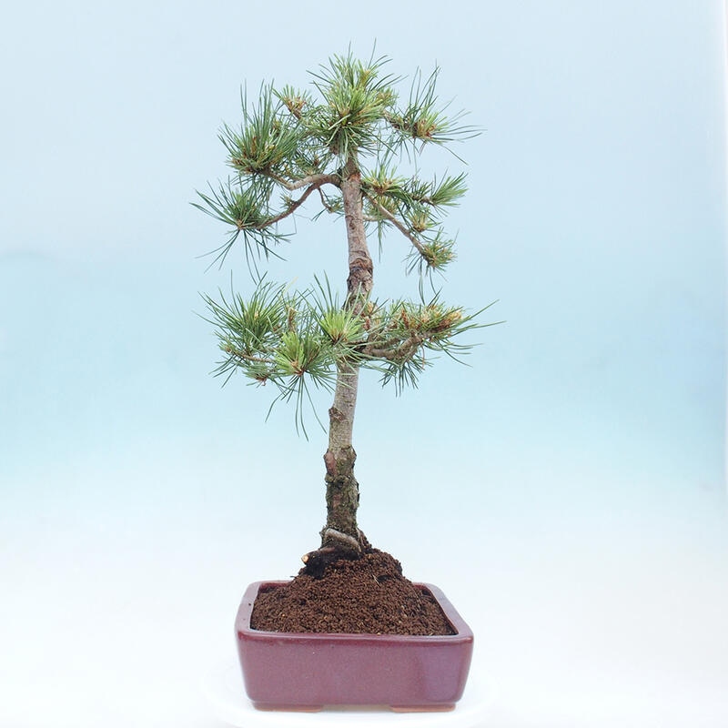 Bonsai im Freien - Pinus Sylvestris - Waldkiefer