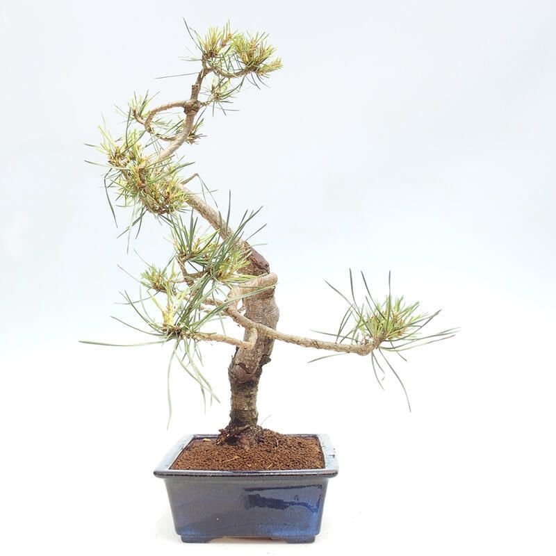 Bonsai im Freien - Pinus Sylvestris - Waldkiefer