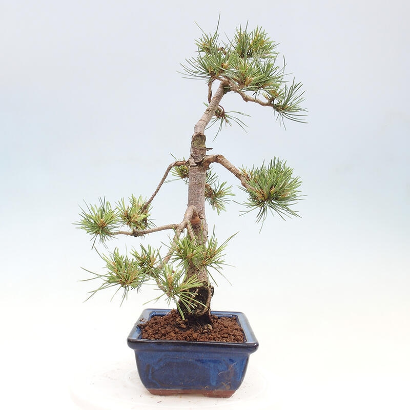 Bonsai im Freien - Pinus Sylvestris - Waldkiefer