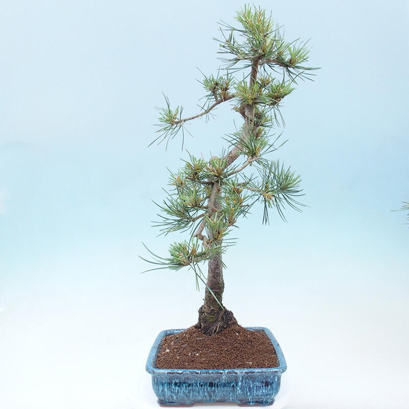 Bonsai im Freien - Pinus Sylvestris - Waldkiefer