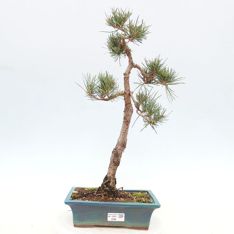 Bonsai im Freien - Pinus Sylvestris - Waldkiefer