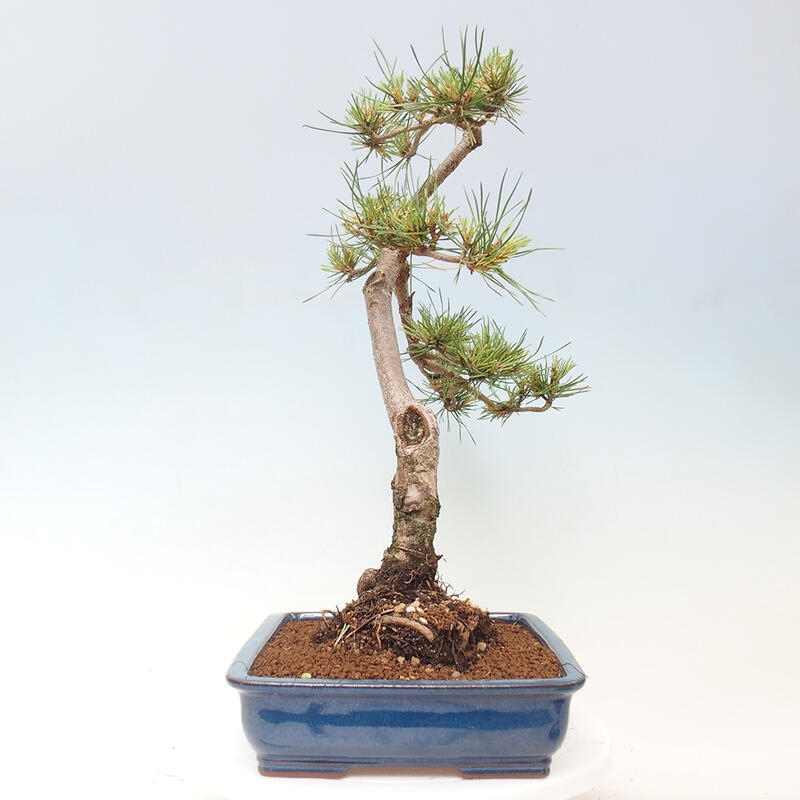 Bonsai im Freien - Pinus Sylvestris - Waldkiefer