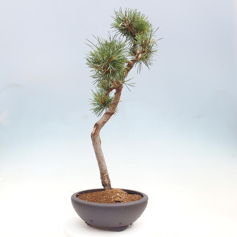 Bonsai im Freien - Pinus Sylvestris - Waldkiefer