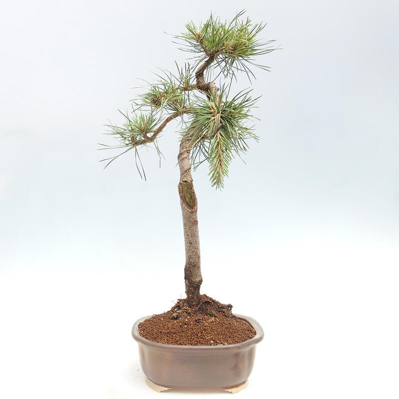 Bonsai im Freien - Pinus Sylvestris - Waldkiefer