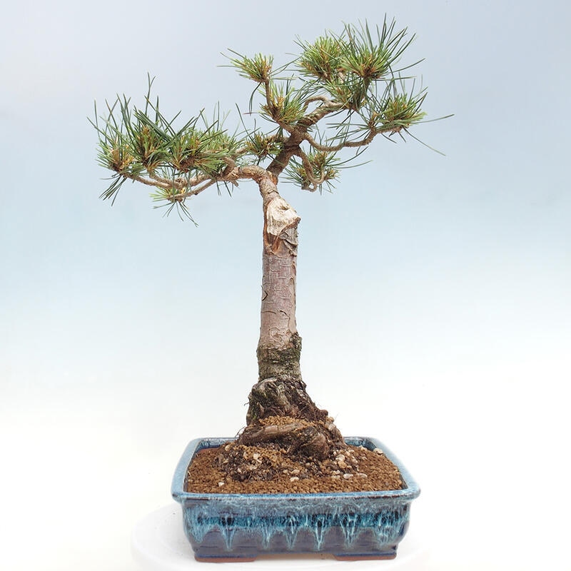 Bonsai im Freien - Pinus Sylvestris - Waldkiefer