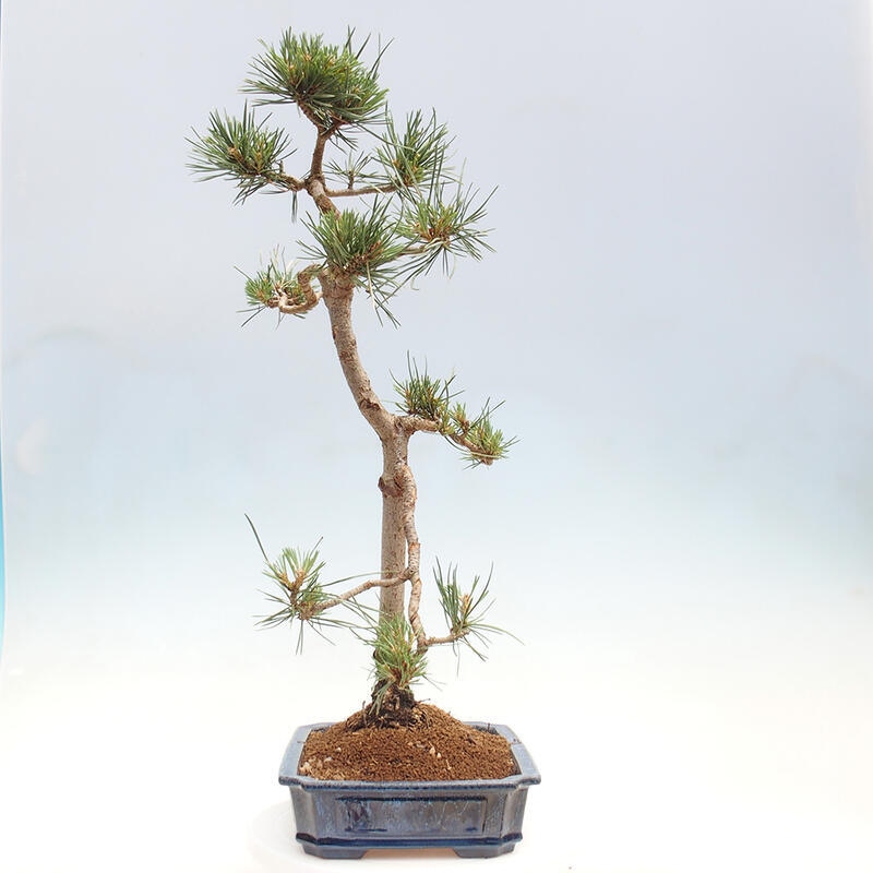 Bonsai im Freien - Pinus Sylvestris - Waldkiefer