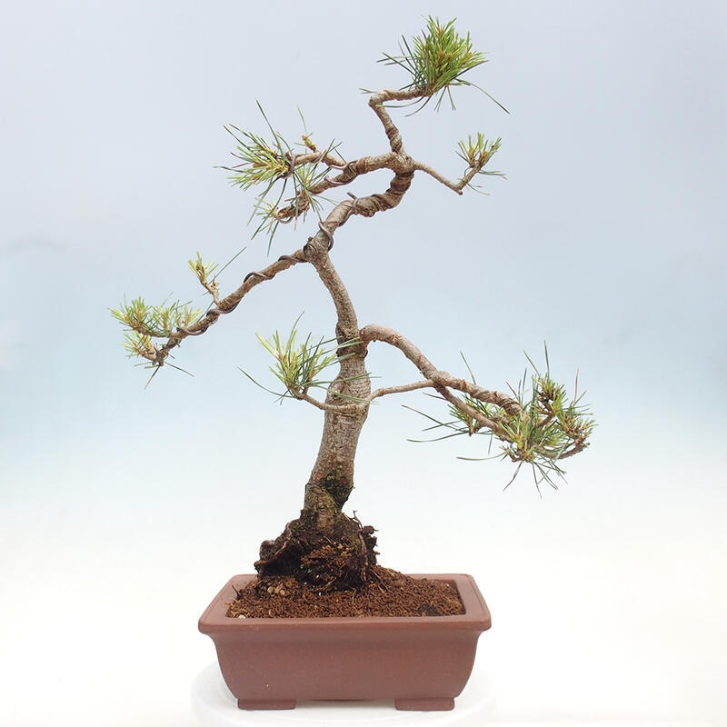 Bonsai im Freien - Pinus Sylvestris - Waldkiefer